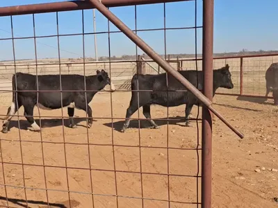 cattle listing photo