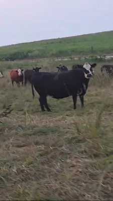 cattle listing photo