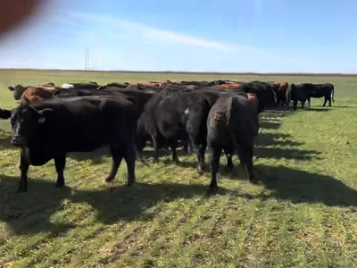 cattle listing photo