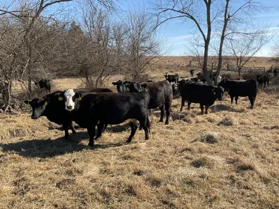 cattle listing photo