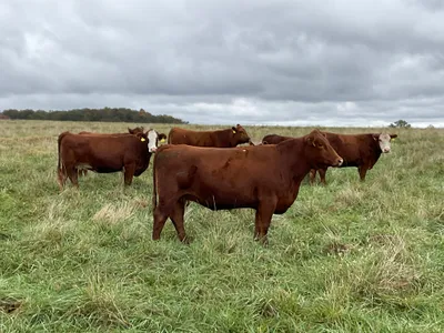 cattle listing photo