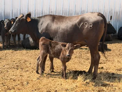 cattle listing photo