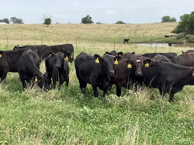 cattle listing photo