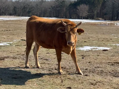 cattle listing photo