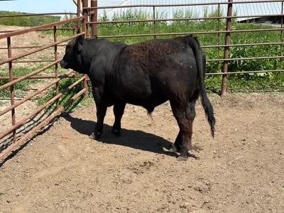 cattle listing photo