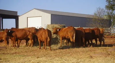 cattle listing photo