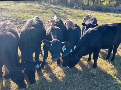 cattle listing photo