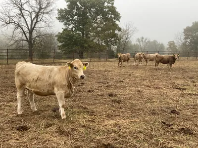 cattle listing photo