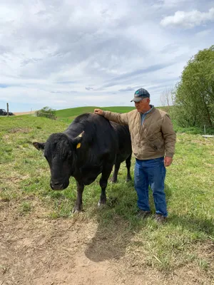 cattle listing photo