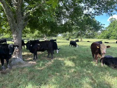 cattle listing photo