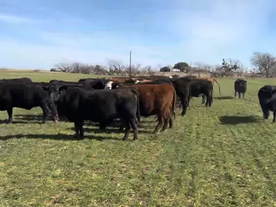 cattle listing photo