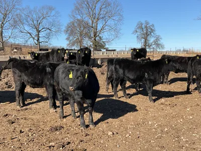 cattle listing photo