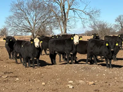 cattle listing photo