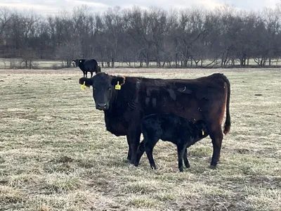 cattle listing photo