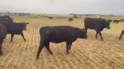 cattle listing photo