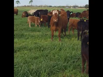 cattle listing photo