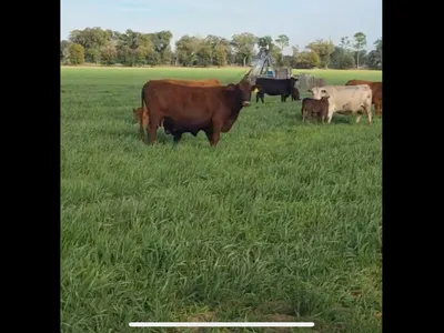 cattle listing photo