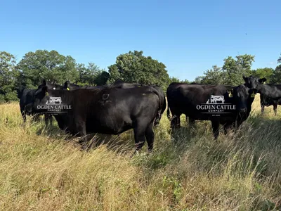 cattle listing photo
