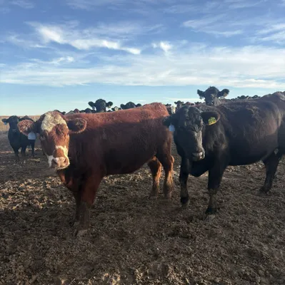 cattle listing photo