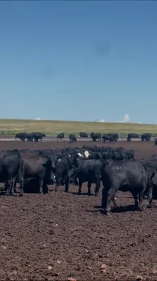 cattle listing photo