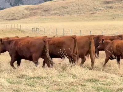 cattle listing photo