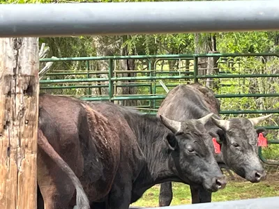 cattle listing photo