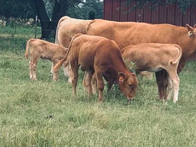 cattle listing photo