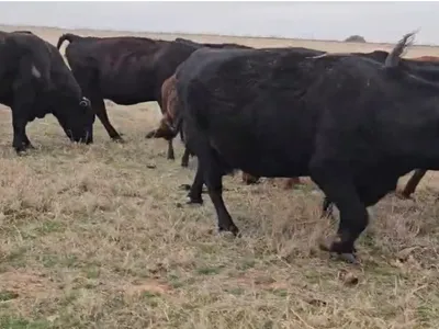 cattle listing photo