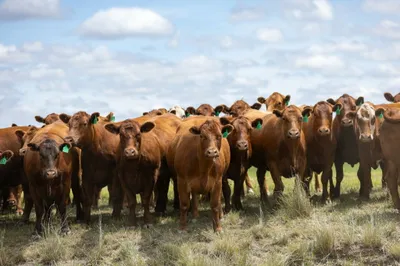 cattle listing photo