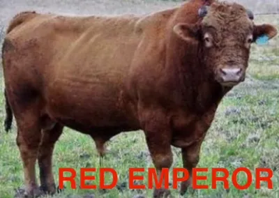 cattle listing photo