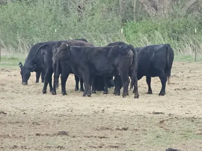 cattle listing photo