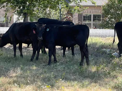cattle listing photo