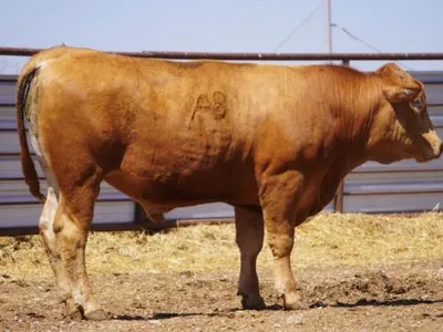 cattle listing photo