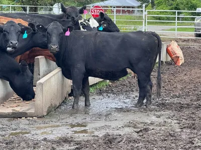 cattle listing photo