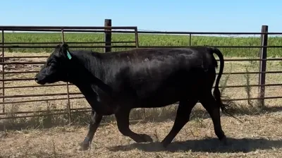 cattle listing photo
