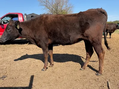 cattle listing photo