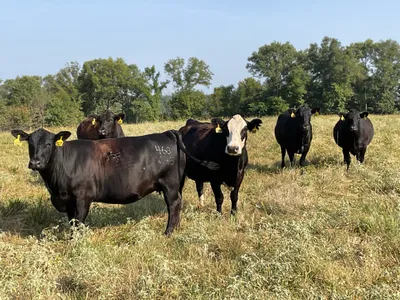 cattle listing photo