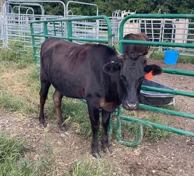 cattle listing photo