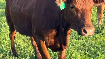 cattle listing photo