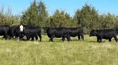 cattle listing photo
