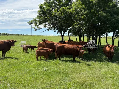 cattle listing photo