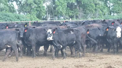 cattle listing photo