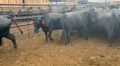 cattle listing photo