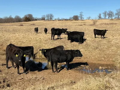 cattle listing photo