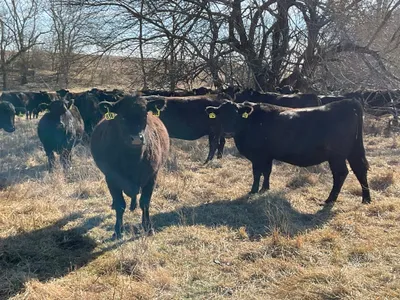 cattle listing photo
