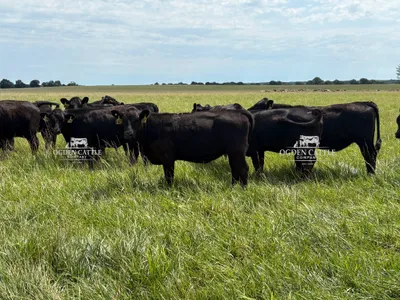 cattle listing photo