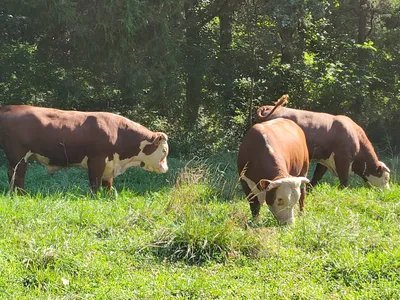 cattle listing photo