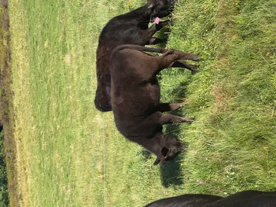 cattle listing photo