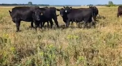 cattle listing photo