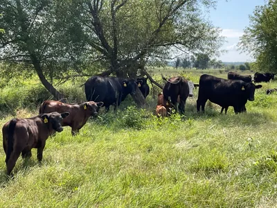 cattle listing photo